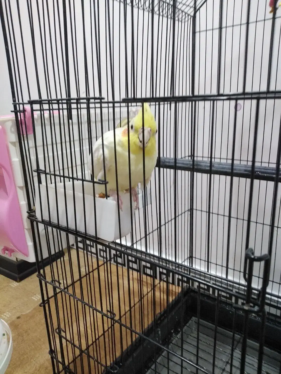 عروس هلندی|پرنده|بندر ماهشهر, |دیوار