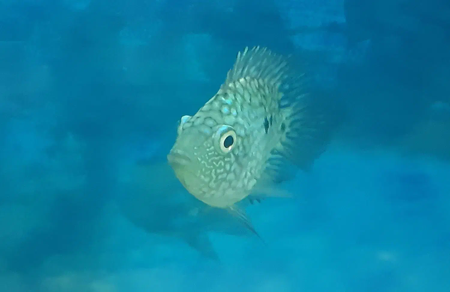 ماهی تگزاس|ماهی|شهرکرد, |دیوار