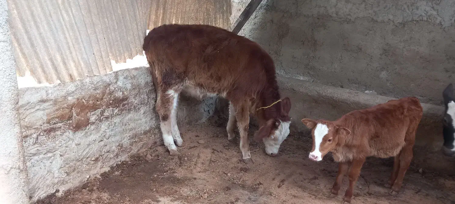 ۲راس گوساله تلیسه|حیوانات مزرعه|گنبد کاووس, |دیوار