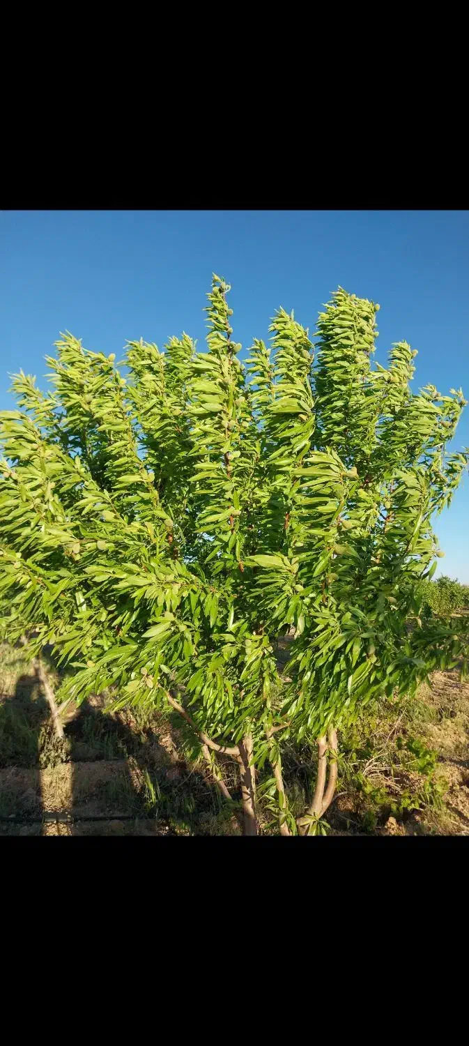 باغ|فروش زمین و ملک کلنگی|تیران, |دیوار