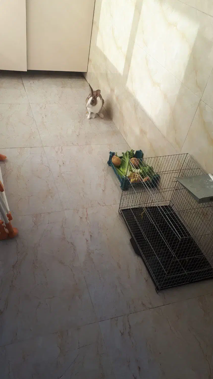 واگذاری خرگوش|موش و خرگوش|بیرجند, |دیوار