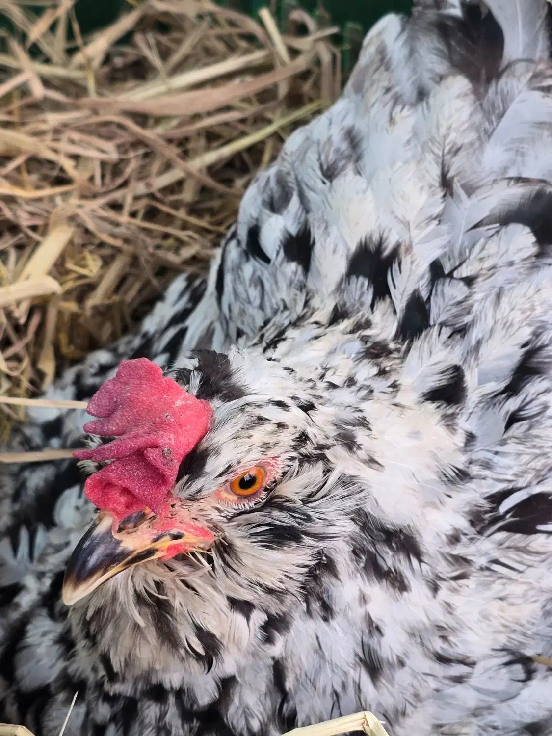 فروش تخم نطفه دار نژاد اصیل گلین لری کرچ شو|حیوانات مزرعه|تنکابن, |دیوار