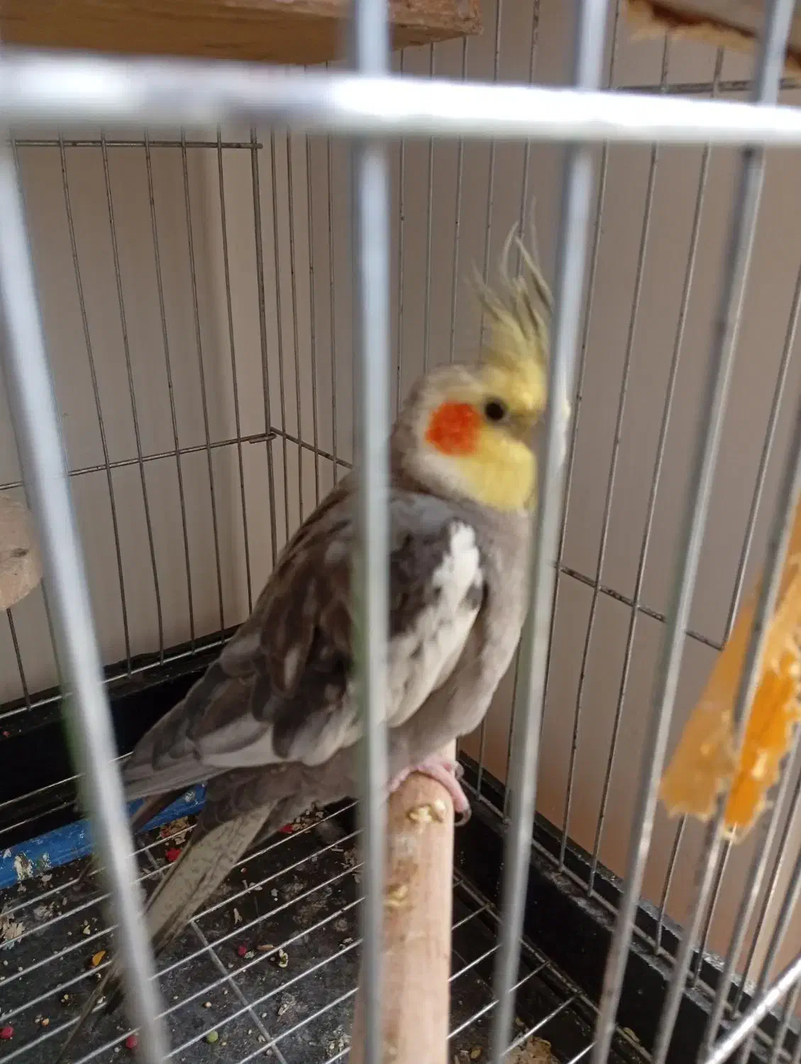 عروس هلندی سخنگو|پرنده|پرند, فاز ۶|دیوار