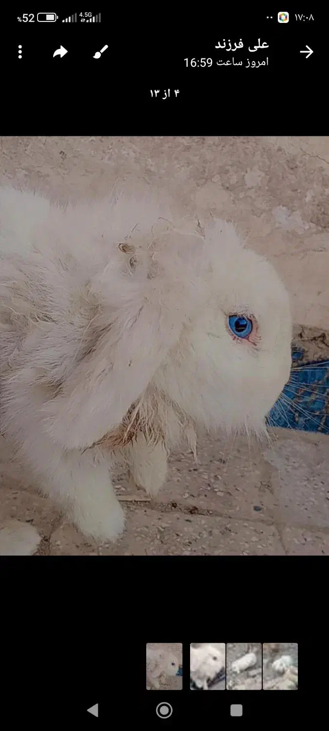 خرگوش لوپ|موش و خرگوش|زابل, |دیوار