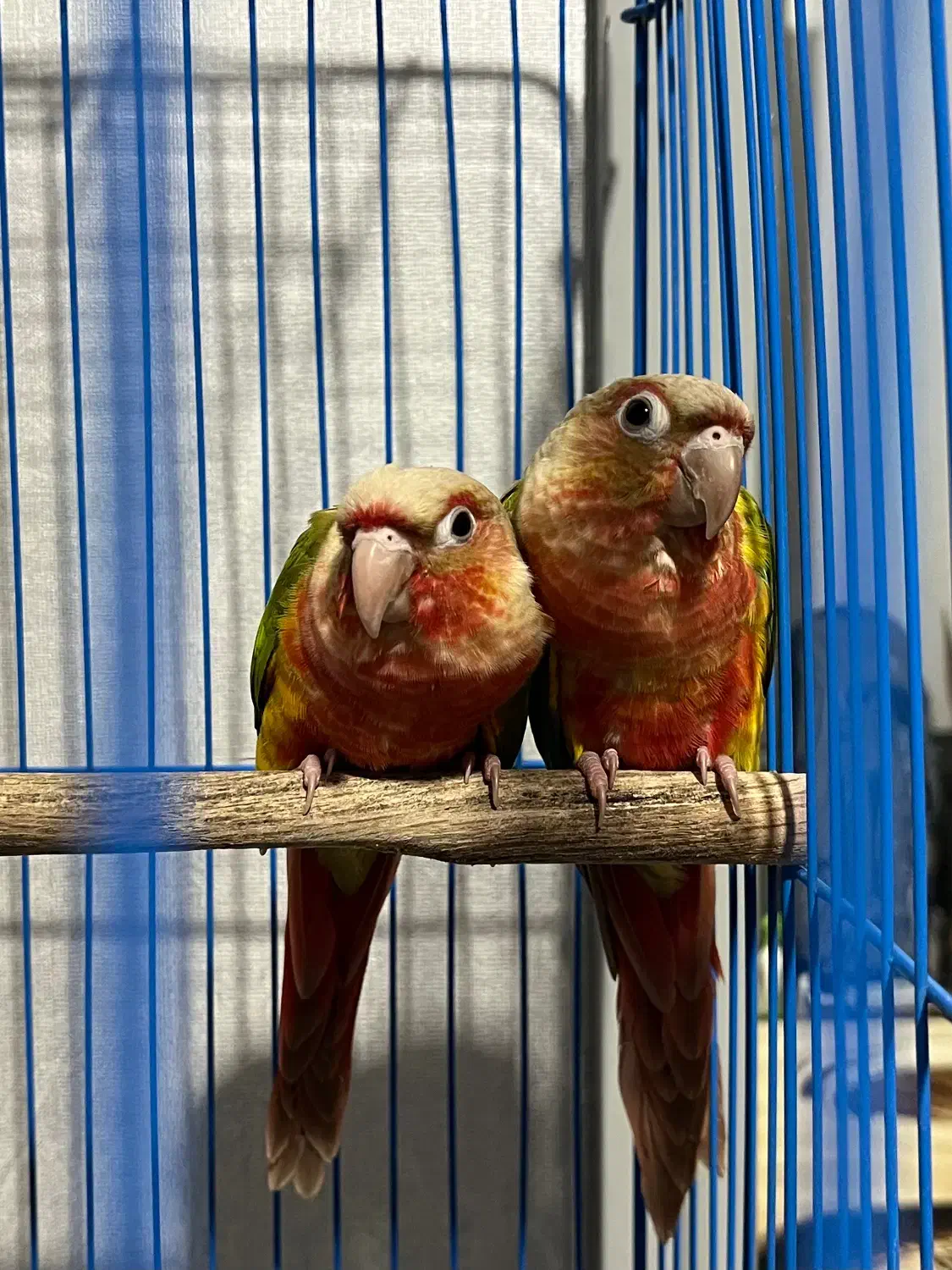 جفت گیرینچیک دبل رد|پرنده|قائم‌شهر, |دیوار