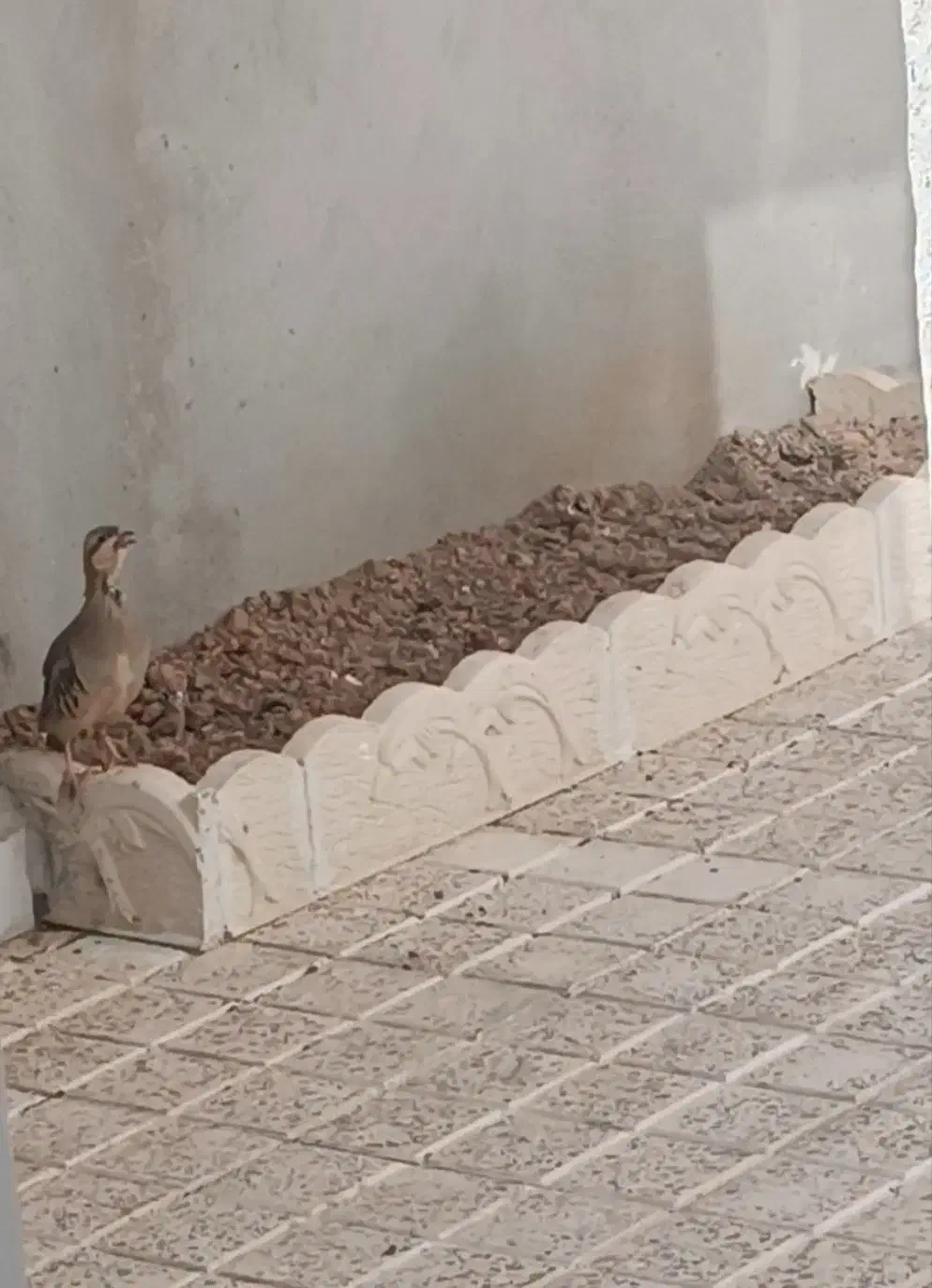 بلدرچین کوهی رام شده از۳ روزگی اوردن واوازخوانه|پرنده|شاهین دژ, |دیوار