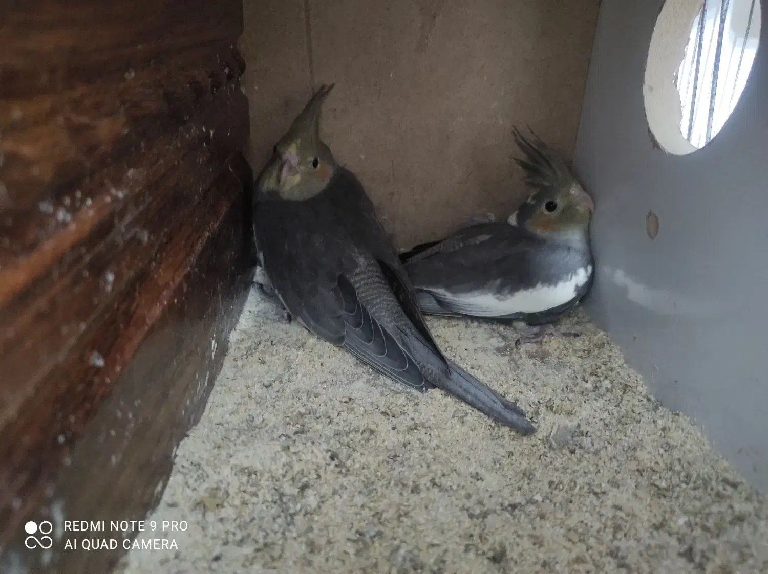 عروس هلندی|پرنده|کرمان, |دیوار