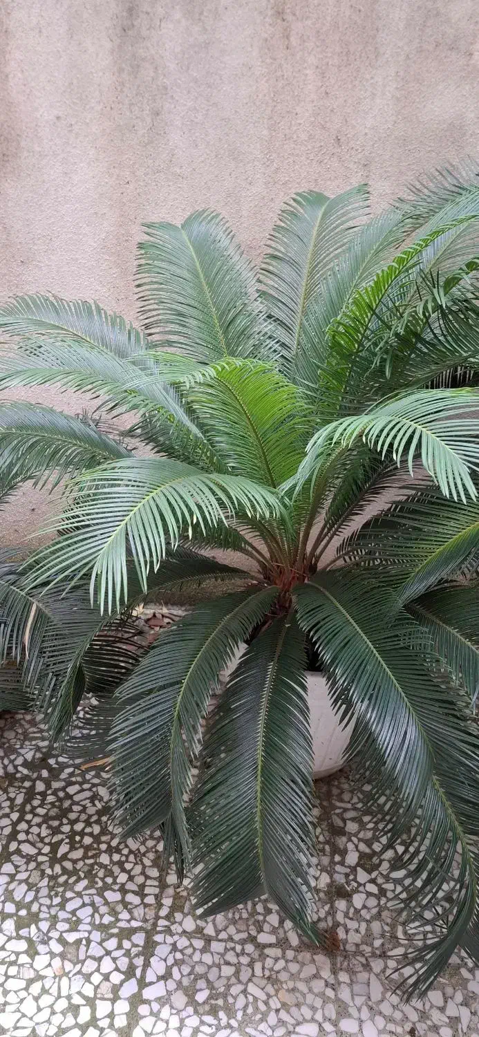 سیکاس|گل و گیاه طبیعی|رشت, لاکانی|دیوار