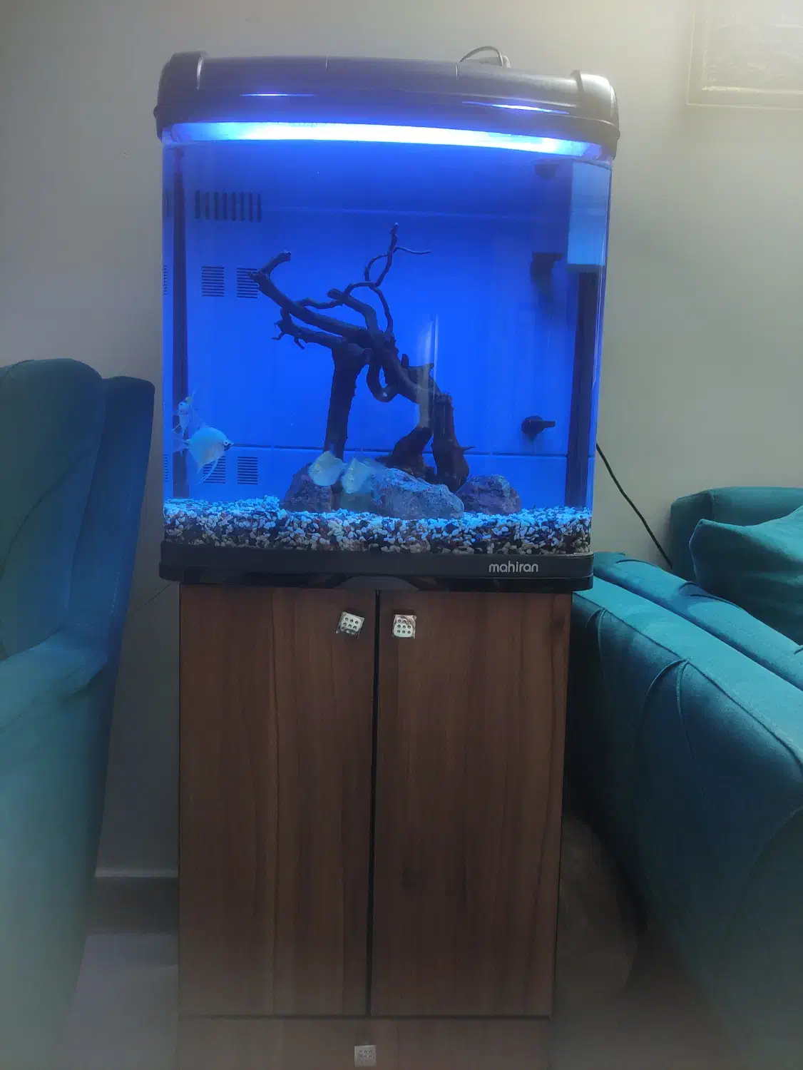 آکواریوم آب شیرین و شور با تجهیزات|ماهی|تهران, شهرک فرهنگیان|دیوار