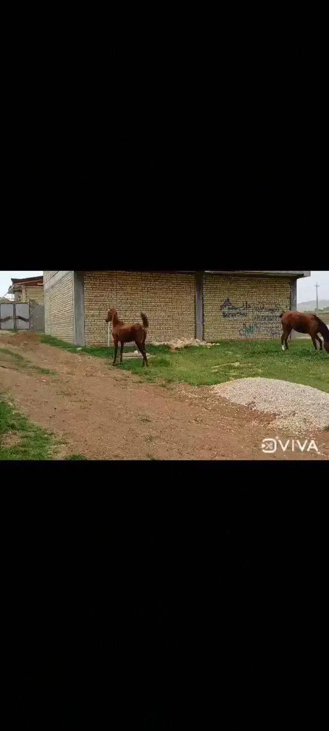 اسب کره مادیان فروشی کره طوفان خدادادی|اسب و تجهیزات اسبسواری|اسلامآباد غرب, |دیوار