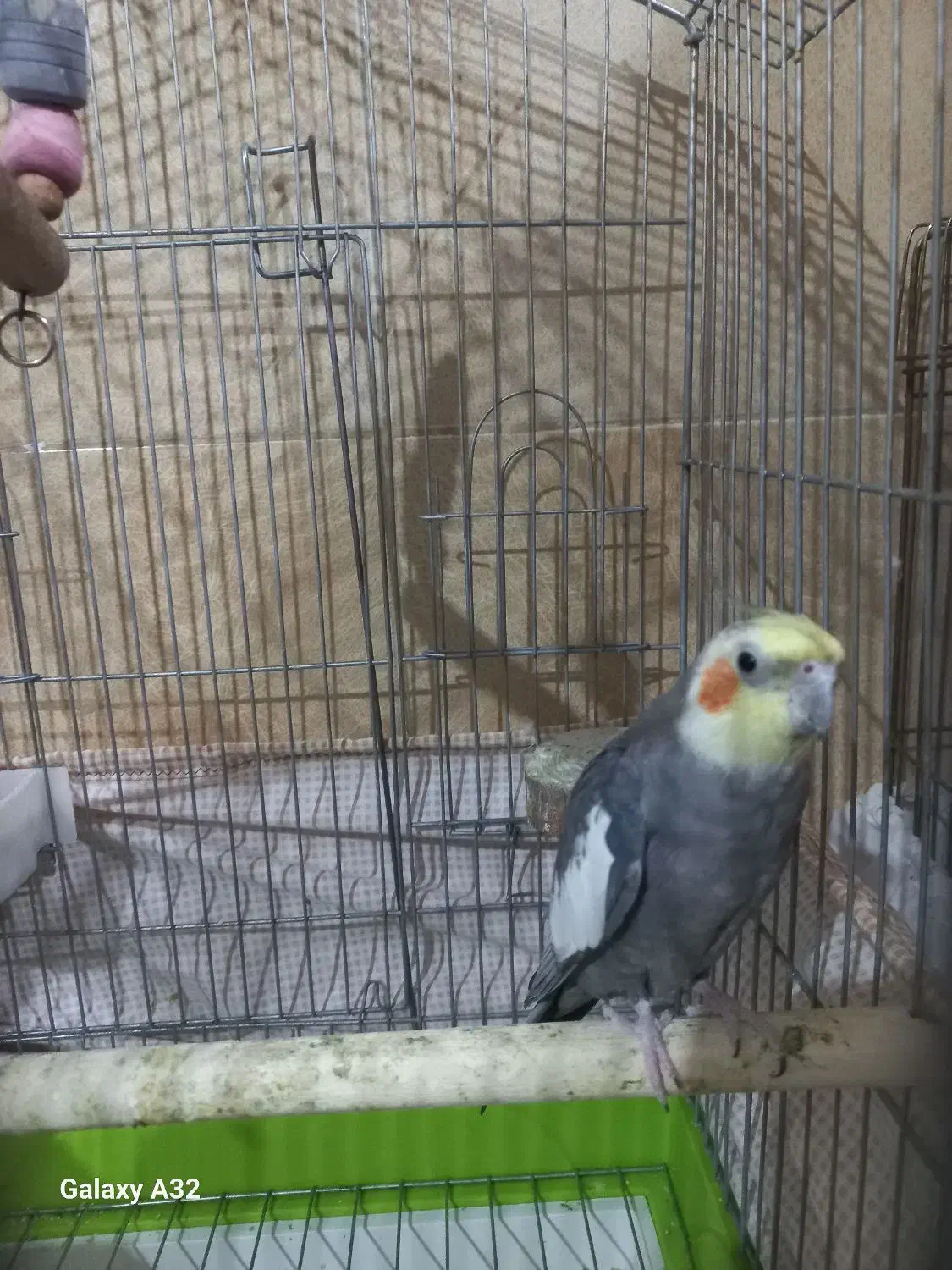 پرنده|پرنده|ماهدشت, |دیوار