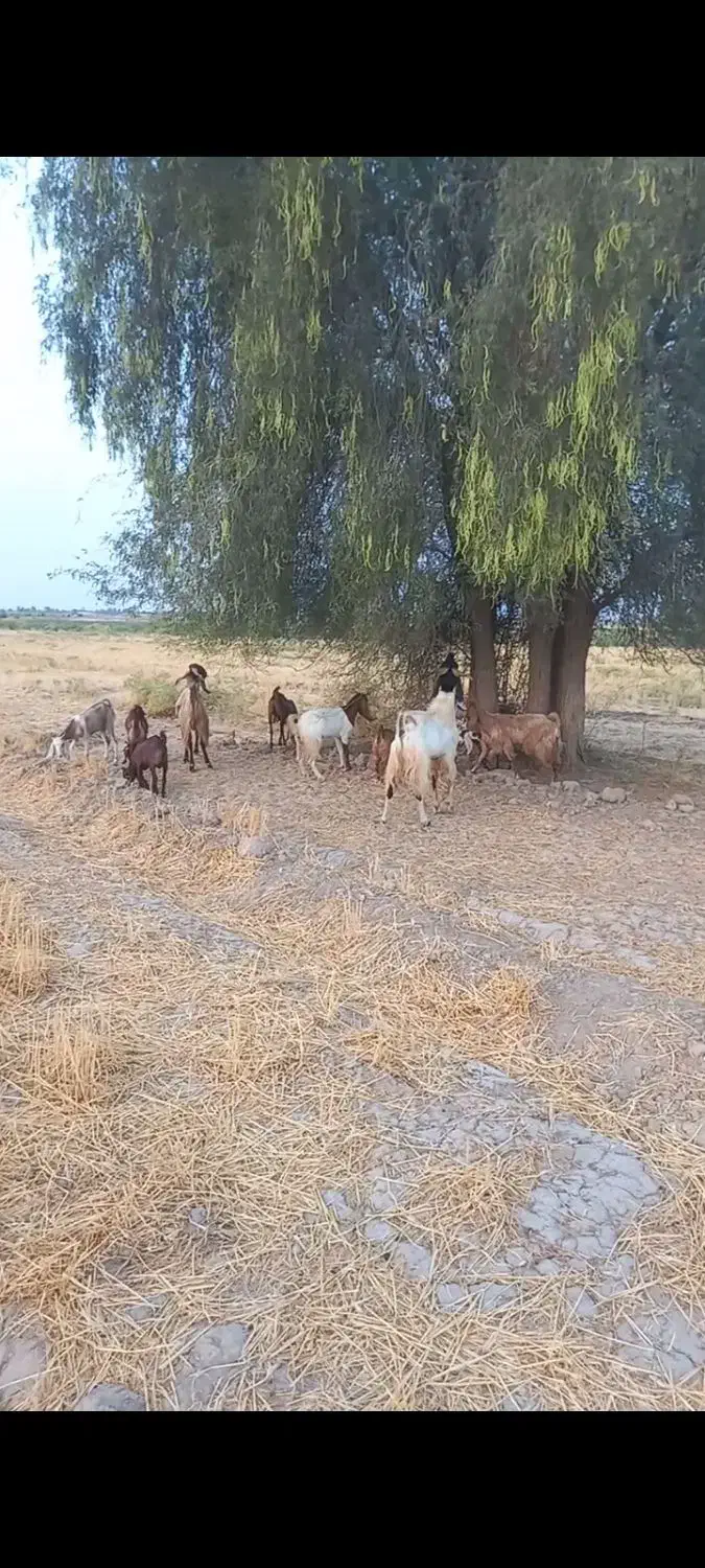 گوسفند|حیوانات مزرعه|رودبار (کرمان), |دیوار