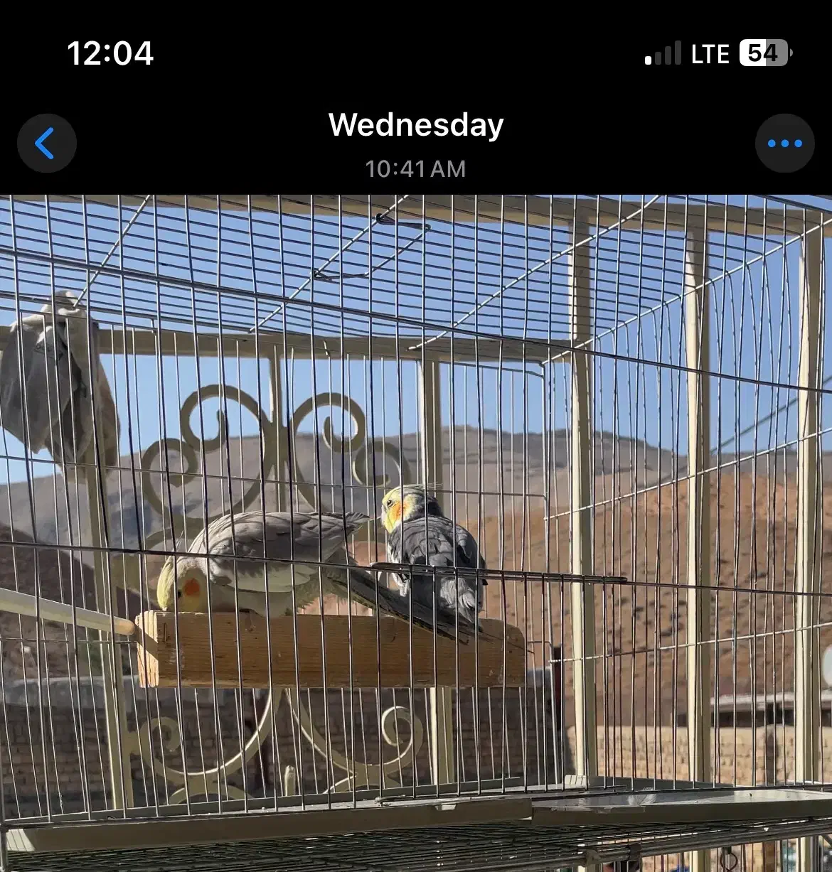 عروس هلندی یک جفت|پرنده|خرم‌آباد, |دیوار