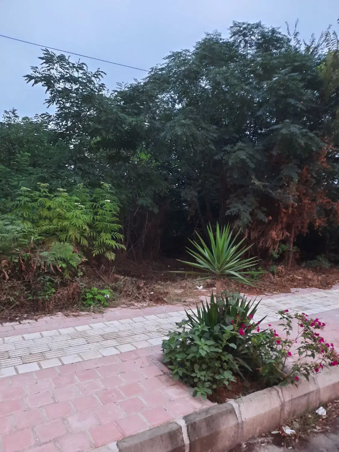 فروش فوری زمین۲۱۱متری با بر ۸متر براصلی خیابان|فروش زمین و ملک کلنگی|لاهیجان, خالو باغ|دیوار