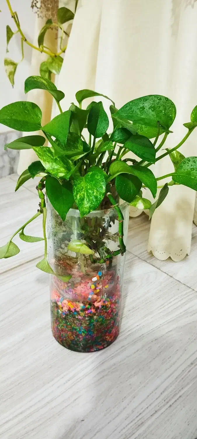 گل و‌گیاه|گل و گیاه طبیعی|نیشابور, مازول|دیوار