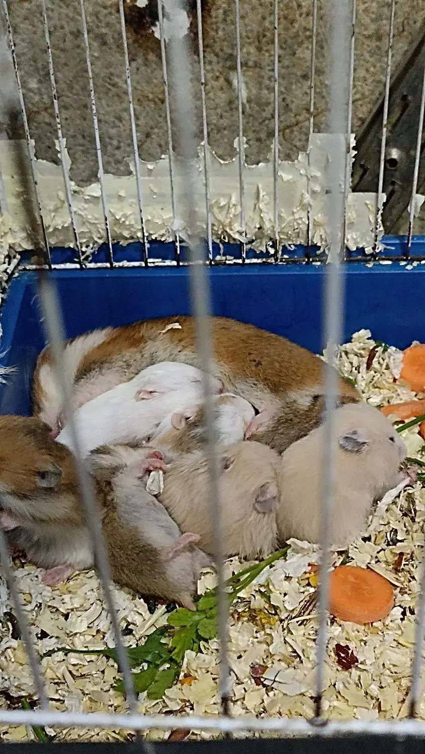 همستر بازیگوش و خوش روزی|موش و خرگوش|مشهد, عامل|دیوار