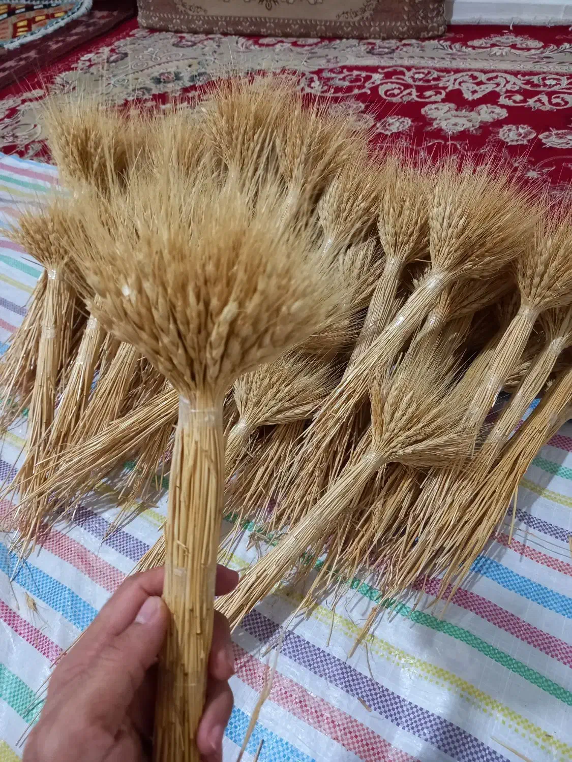 گل گندم|گل و گیاه طبیعی|ملارد, |دیوار