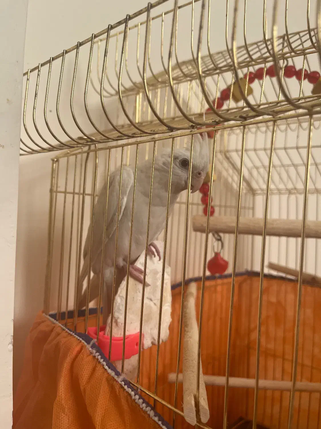 عروس هلندی نژاد آلبینو|پرنده|تبریز, |دیوار