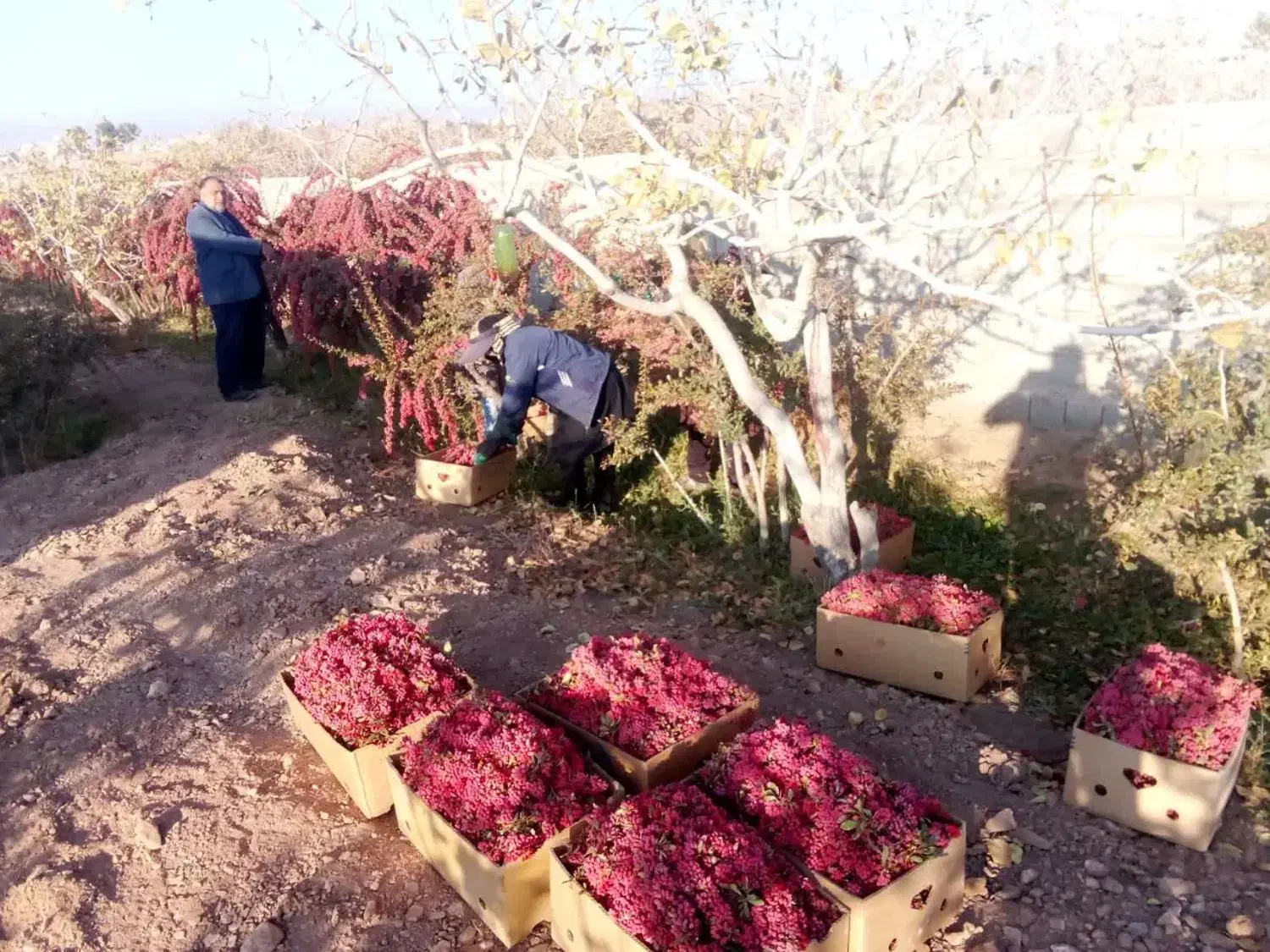 زرشک تازه قاینات شرعی رسید|خوردنی و آشامیدنی|مشهد, شهرک ابوذر|دیوار