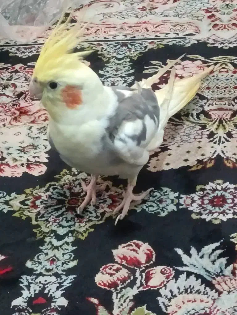 باسلام عروس گمشده|حیوانات|چابهار, |دیوار