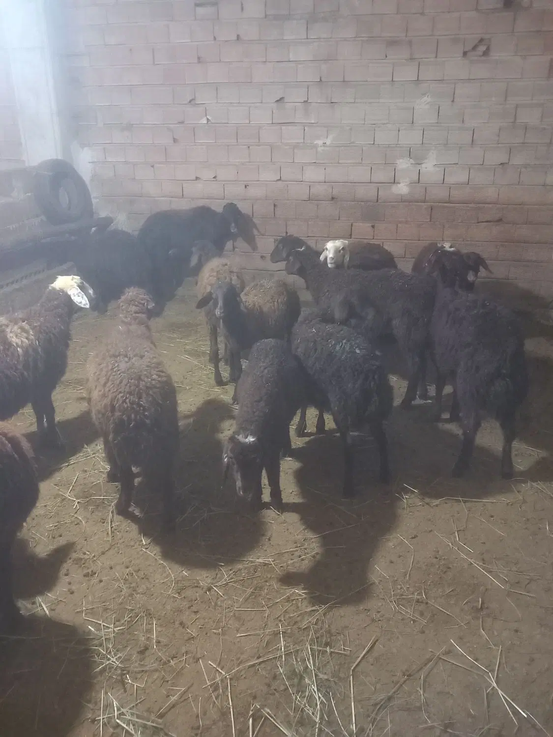 ۷۵۰۰۰|حیوانات مزرعه|اردبیل, |دیوار