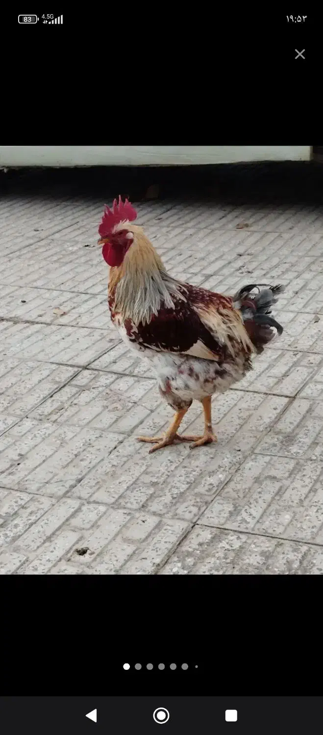 خروس سرحال|حیوانات مزرعه|ملایر, |دیوار