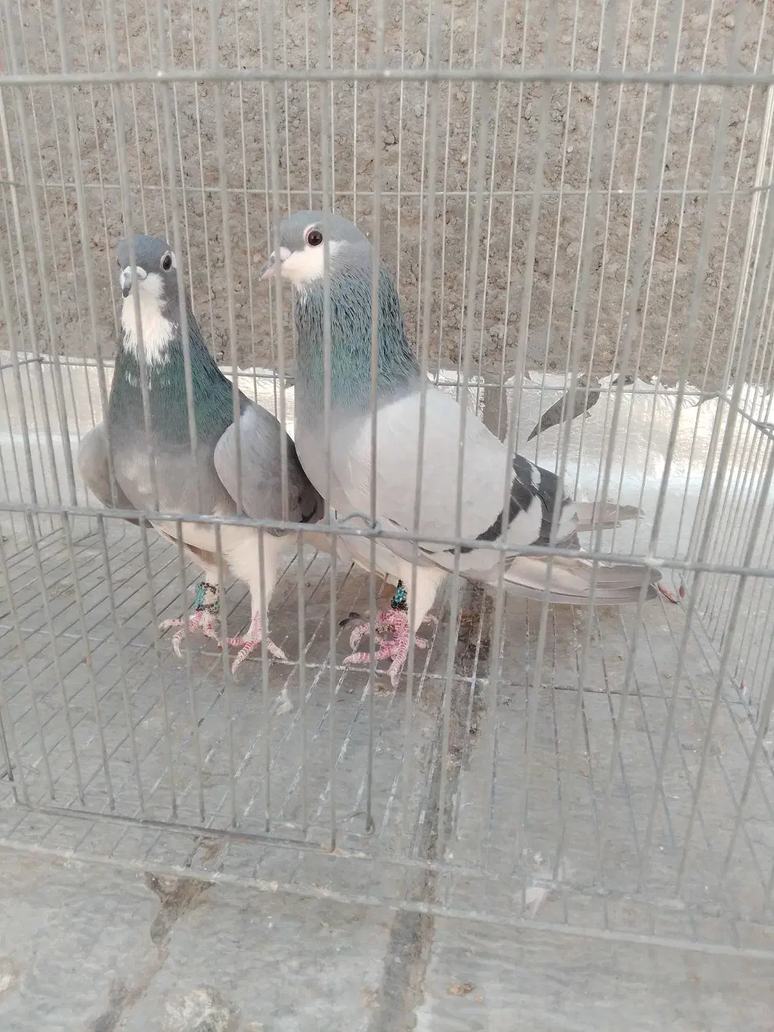 کبوتر سفید تهرانی مر شازده سوسکی سیاه کله دمگیر|پرنده|حبیب آباد, |دیوار