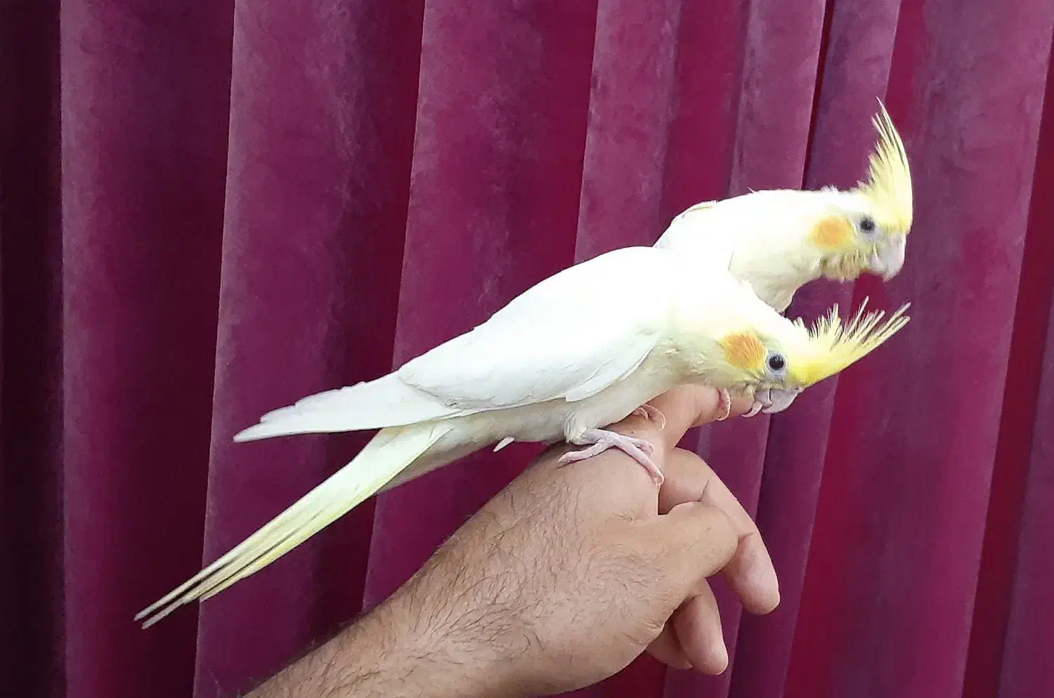 عروس هلندی میبد|پرنده|میبد, |دیوار