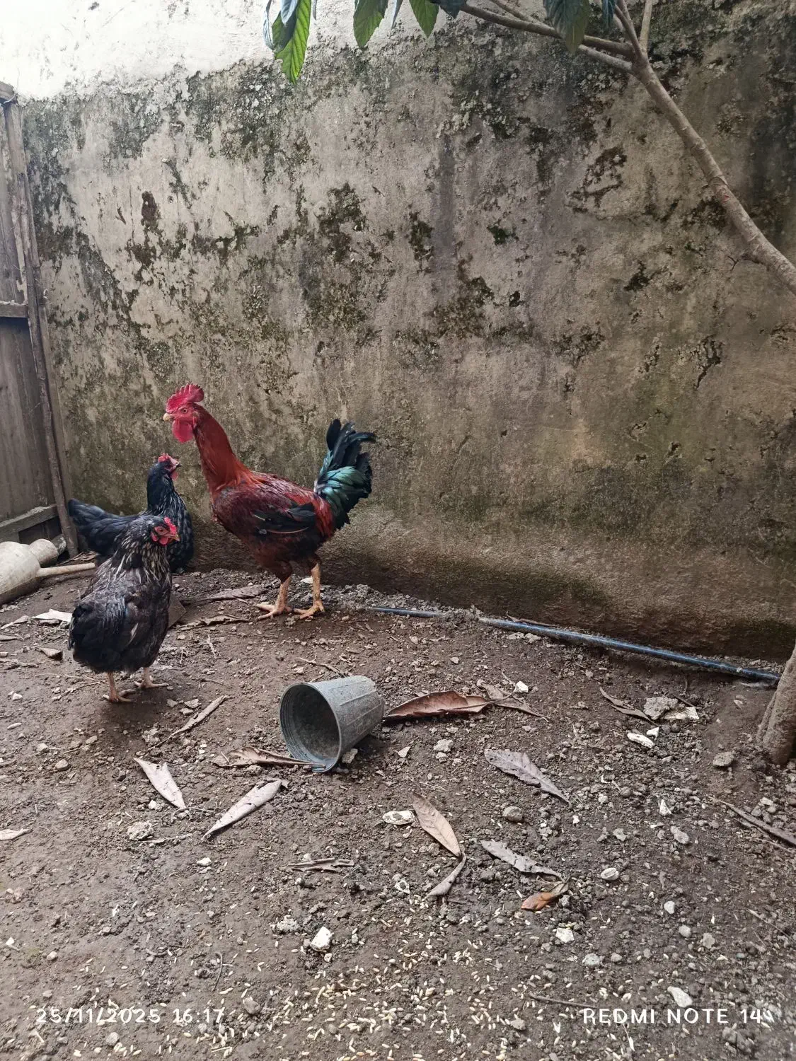 فروش دو عدد خروس جوان و چاق|حیوانات مزرعه|عباسآباد, |دیوار