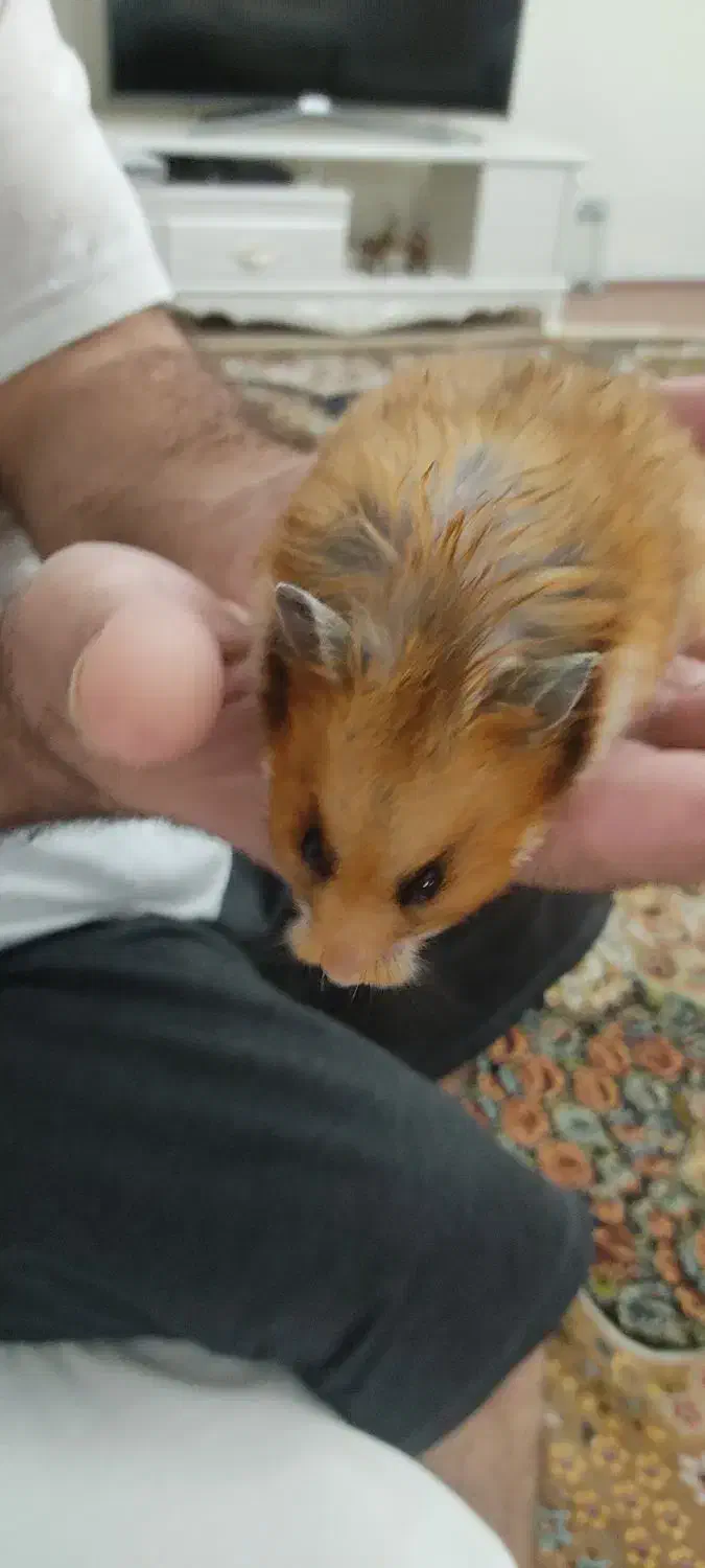 همستر ماده|موش و خرگوش|پردیس, فاز ۴|دیوار