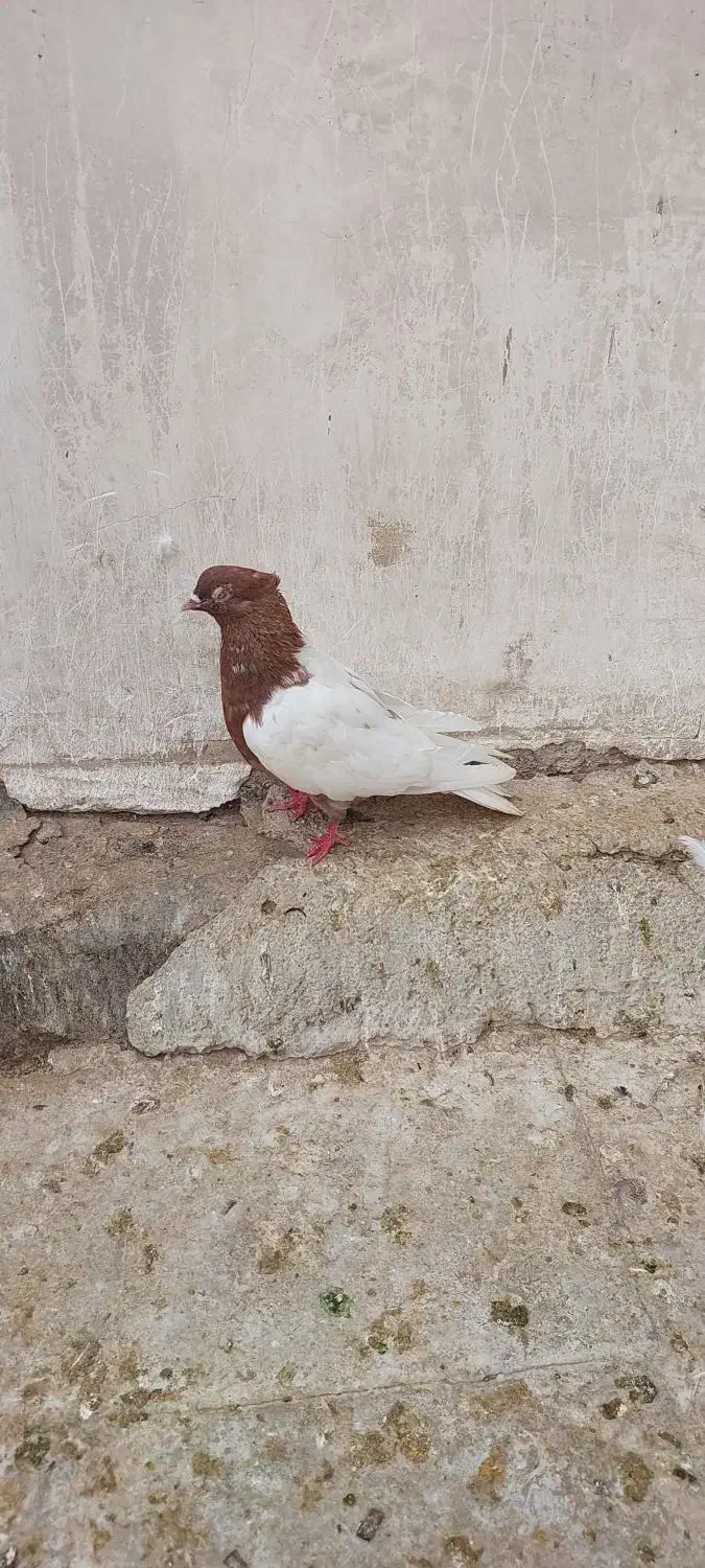 نر سینه قهوه ای|پرنده|قم, چهل اختران|دیوار