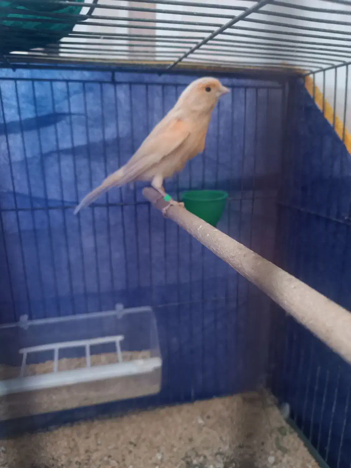 ماده قناری اماده۱۵۰۰|پرنده|کرمان, |دیوار