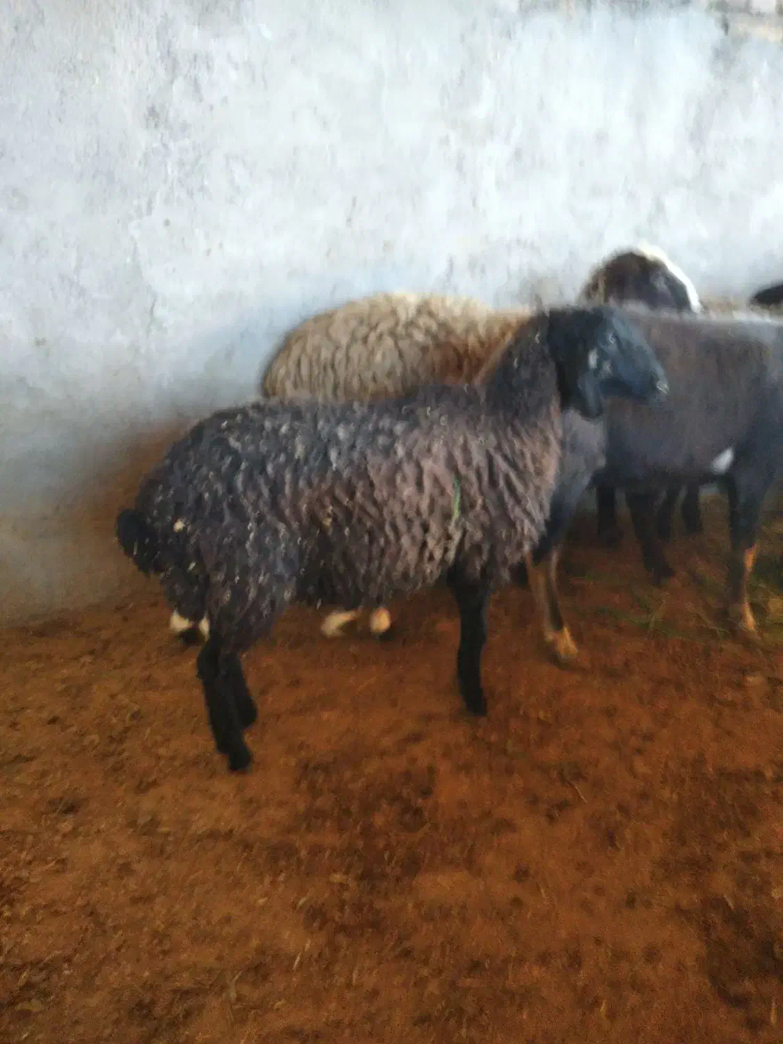 بره|حیوانات مزرعه|جوادآباد, |دیوار