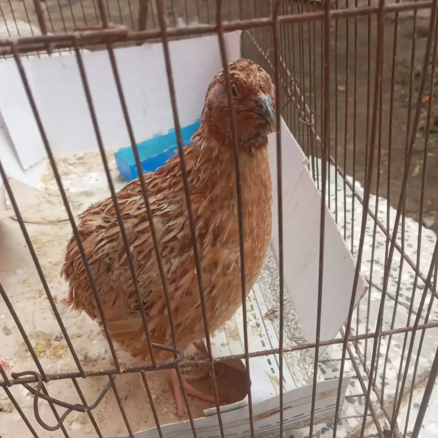 بلدرچین نر بالغ سرحال وسلامت|حیوانات مزرعه|اسلام‌شهر, شهرک امام حسین (میان آباد)|دیوار