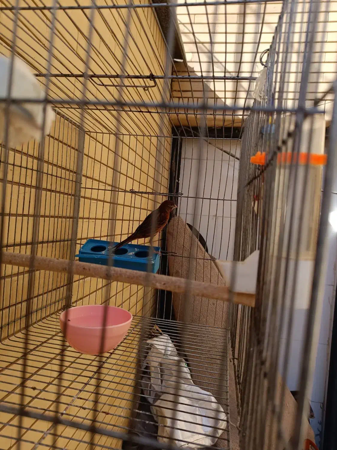 قناری سرخ سوخته  نر|پرنده|صدرا-فارس, فاز ۱|دیوار