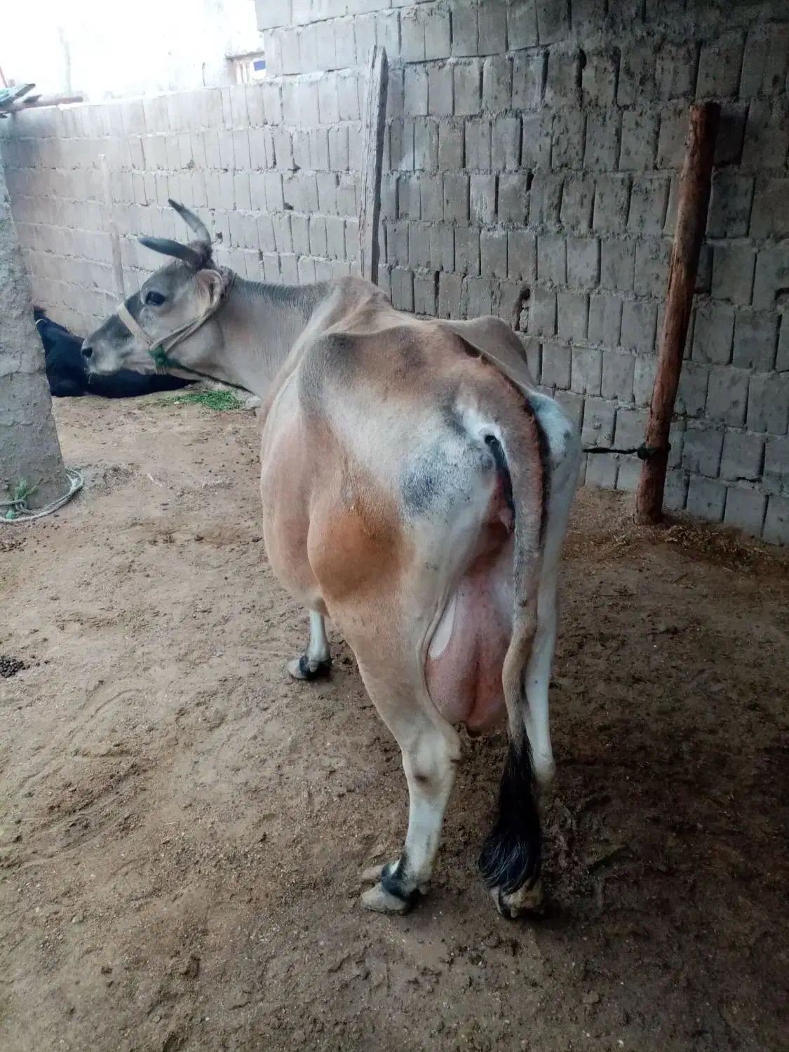 گاو شیری وگوساله|حیوانات مزرعه|قشم, |دیوار