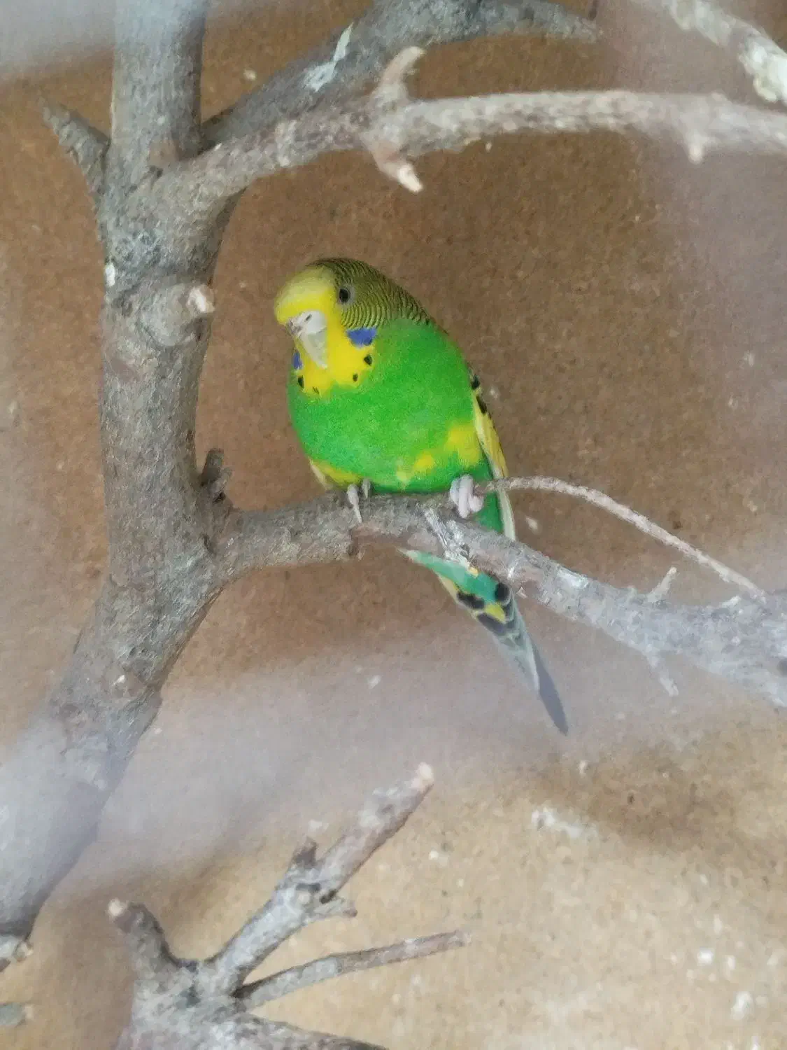 مرغ عشق انگلیسی|پرنده|یزد, |دیوار