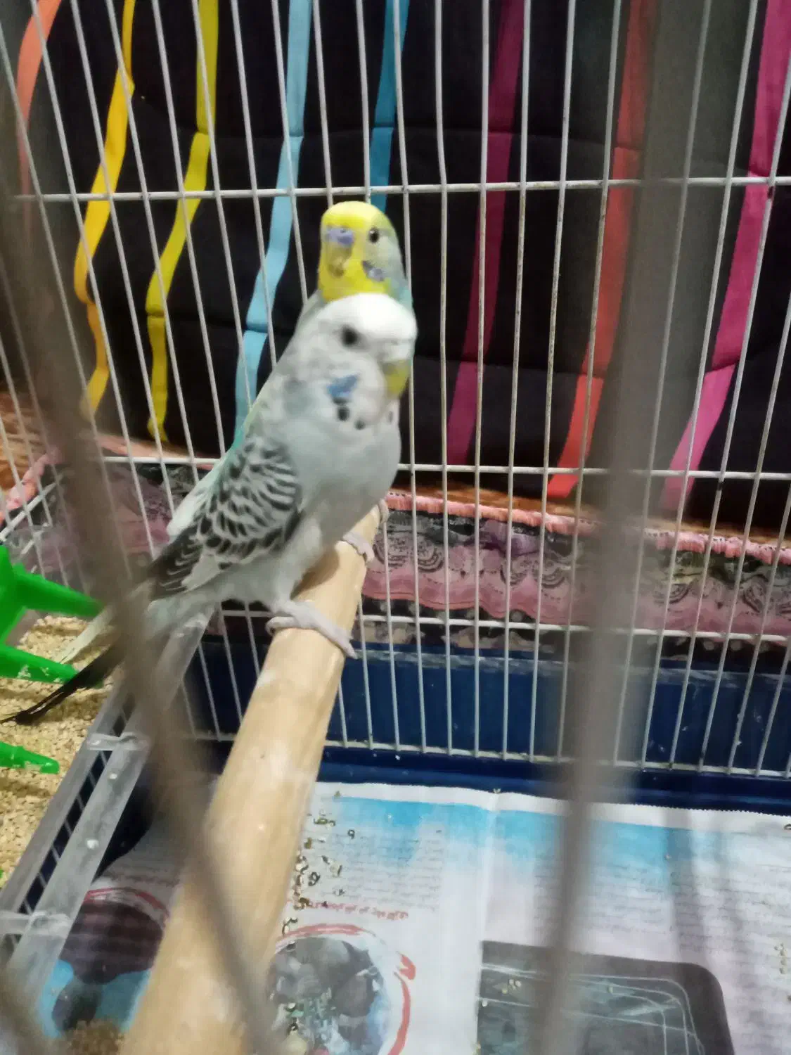 مرغ عشق|پرنده|رشت, کوی فکوری|دیوار