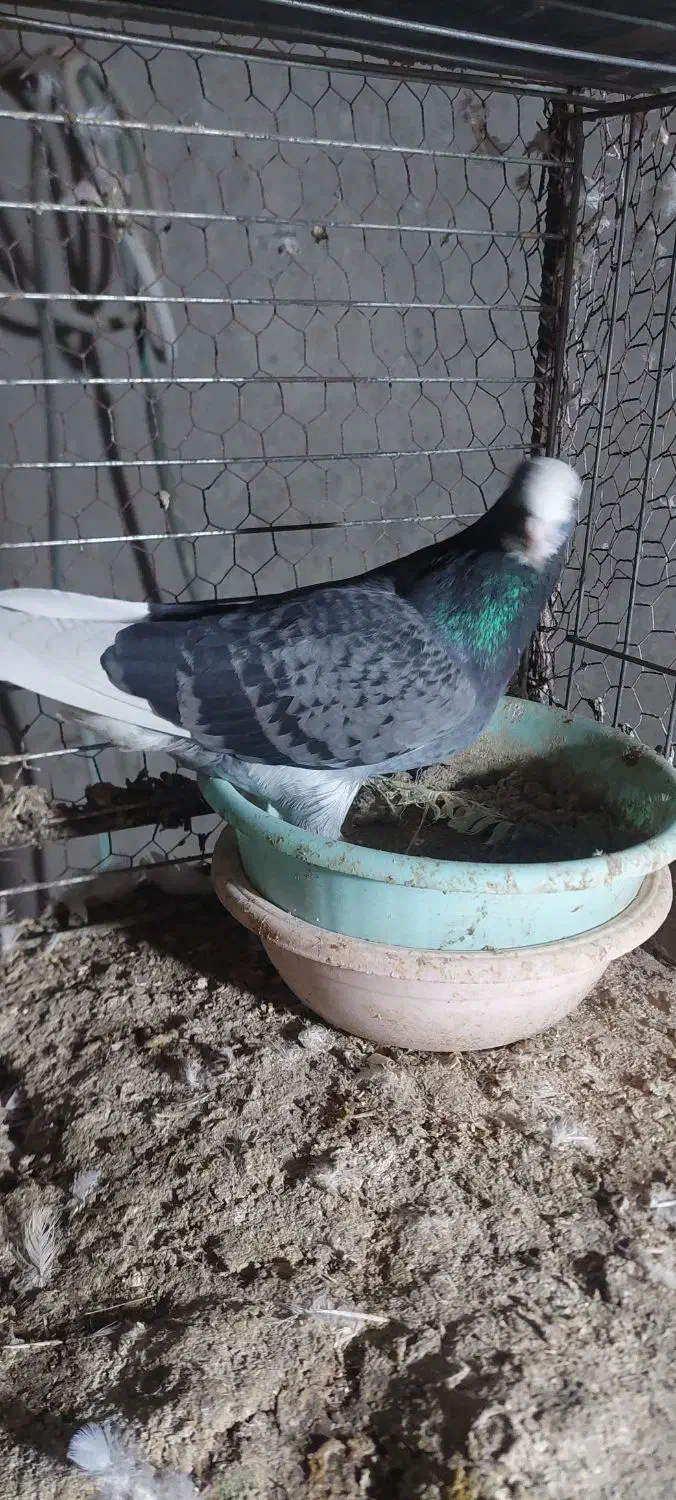 زاجر|پرنده|میبد, |دیوار