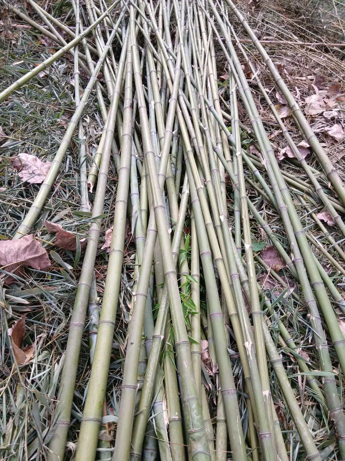 بامبو|گل و گیاه طبیعی|خشکبیجار, |دیوار