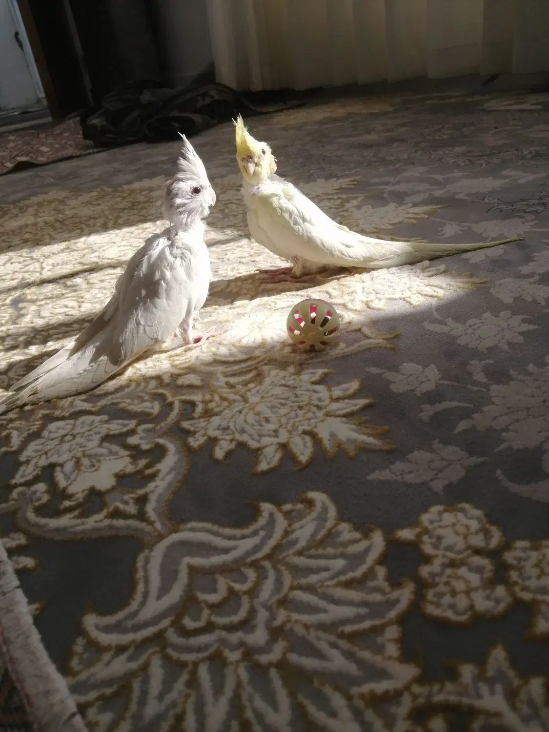 عروس هلندی|پرنده|رشتخوار, |دیوار