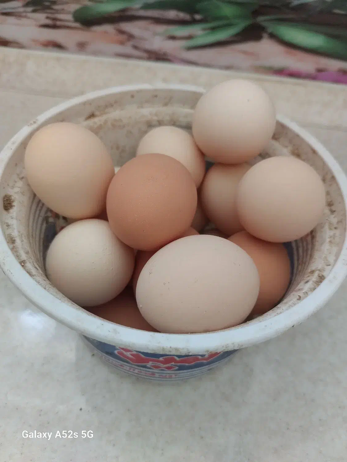 خروس|حیوانات مزرعه|اصفهان, شاهد|دیوار