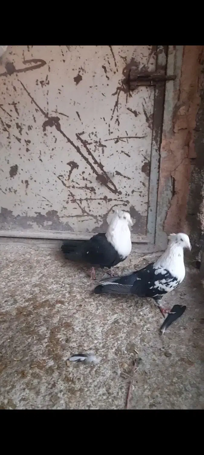 کلاغ اصلی|پرنده|نیشابور, دهنو|دیوار