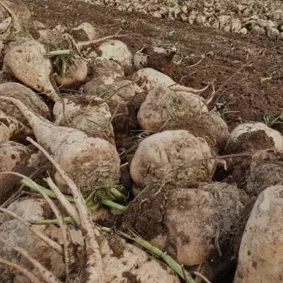 فروش چغندر قند، ارسال به سراسر کشور ،جزیی و کلی|خدمات باغبانی و درختکاری|نیشابور, بلوار گلها|دیوار