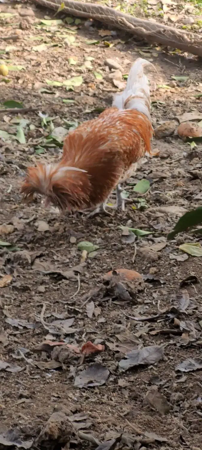 خروس پولندی|حیوانات مزرعه|سیاهکل, |دیوار