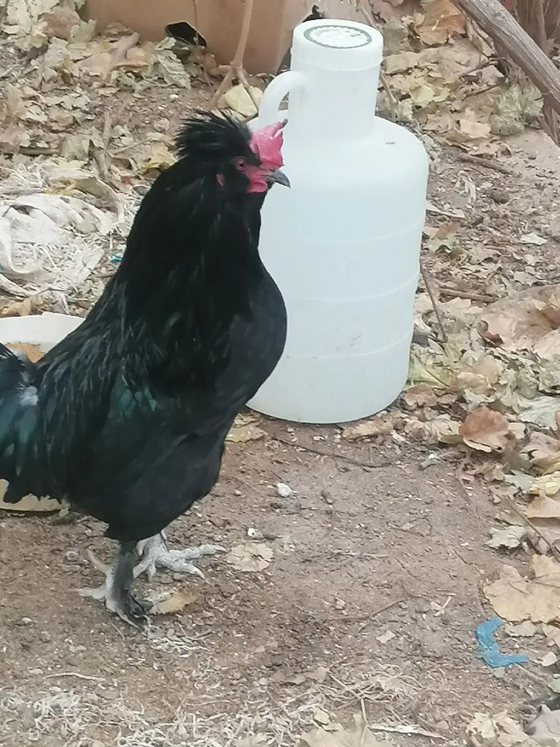 خروس|حیوانات مزرعه|اشکذر, |دیوار