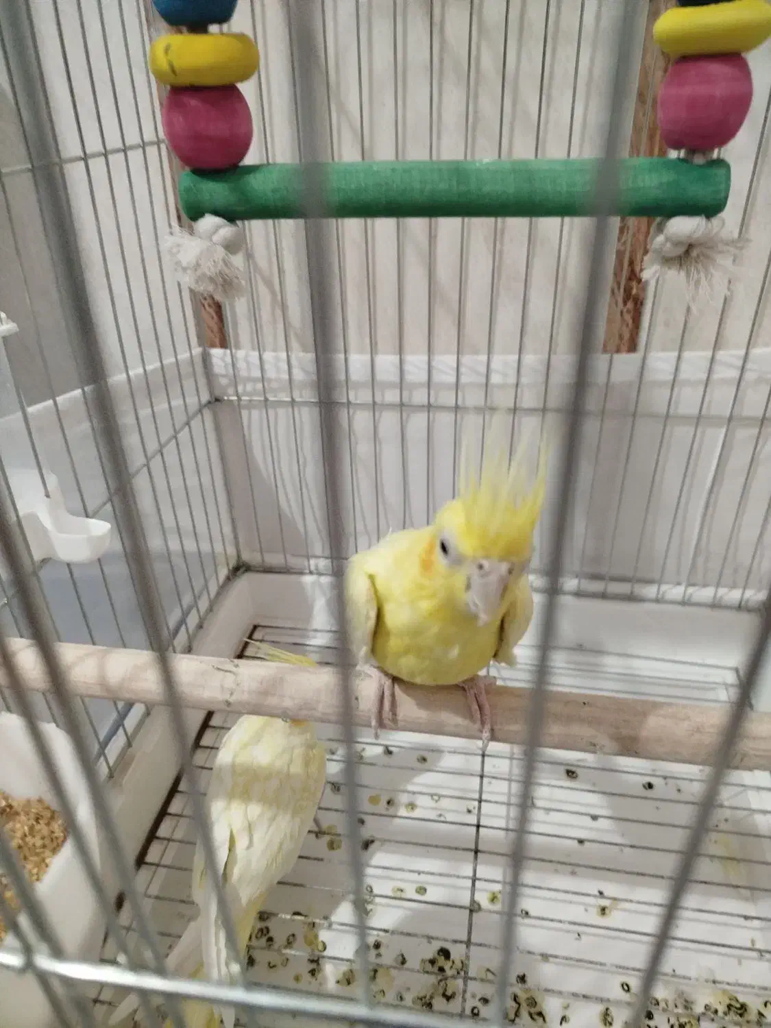 دو تا عروس هلندی خیلی زیبا و دو مرغ عشق زیبا|پرنده|قائن, |دیوار