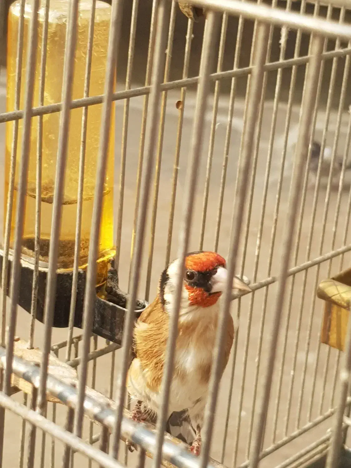 سهره|پرنده|تهران, دارآباد|دیوار