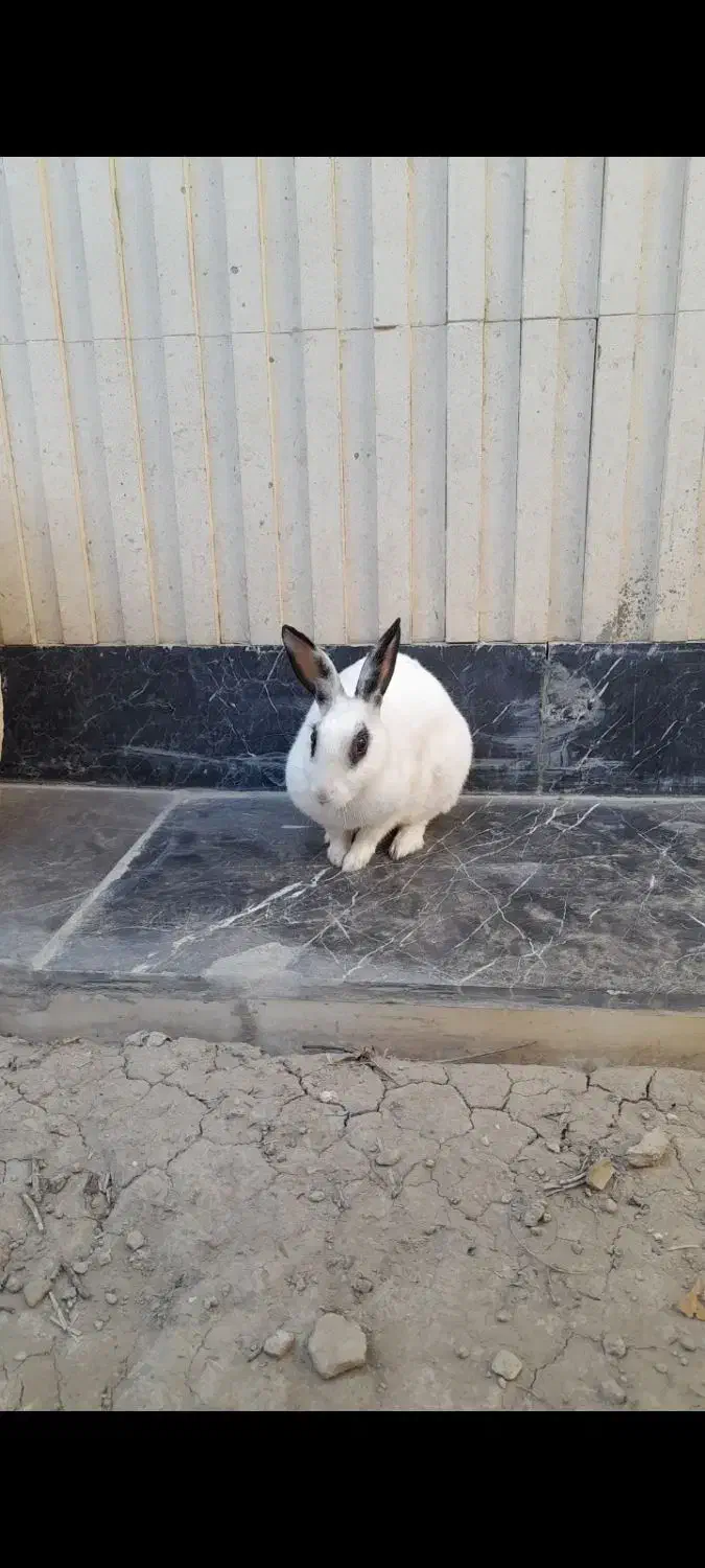 یک عدد خرگوش|موش و خرگوش|شاهین‌شهر, فیض|دیوار