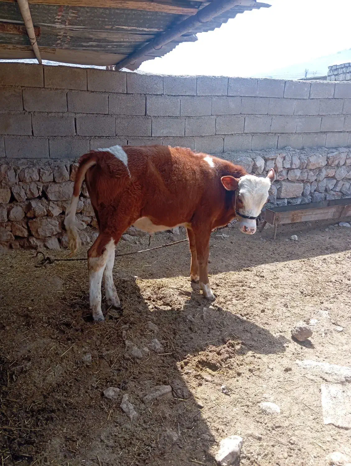 170|حیوانات مزرعه|ایذه, |دیوار